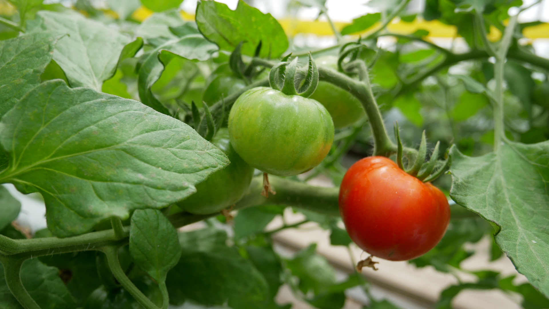 食べる濃厚とまとジュース | 株式会社ヤマタカ